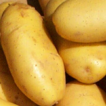 fresh_potatoes.jpg